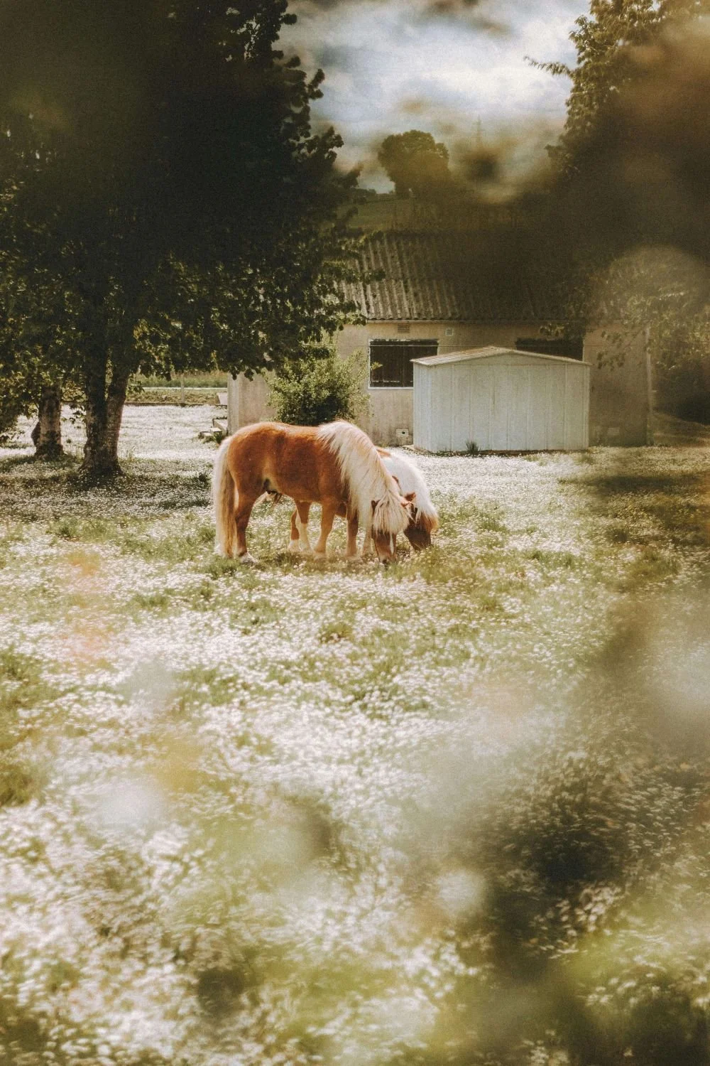 Two horses grazing, online therapy for therapists San Antonio