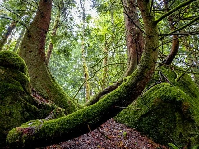 Large old trees with moss in Oregon for online attachment therapy with Vita Counseling Center
