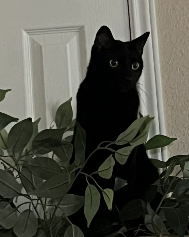 Lucky, black cat and administrative assistant at Vita Counseling Center