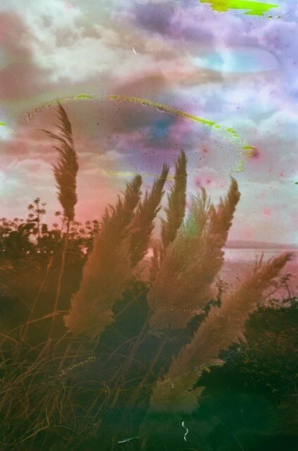 Sunlit tall grass field background image for EMDR therapy in San Antonio Texas