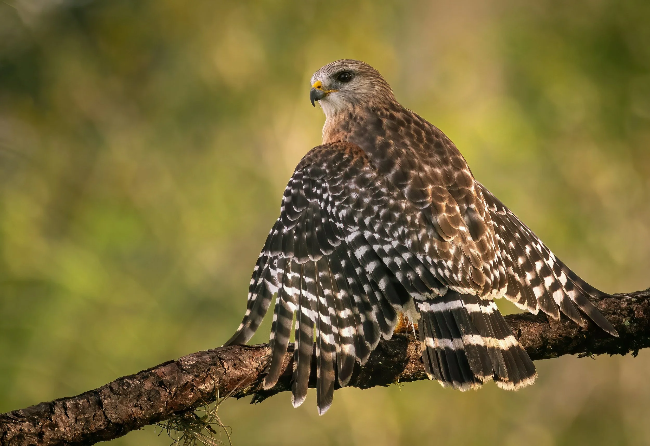 Beautiful white and brown spotted bird perched with wings draped behind it, looking to the side, EMDR therapy Rebecca Flores, LPC, San Antonio, TX.