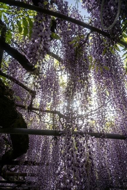 Cascading wisteria blooms, online trauma and attachment therapy for women in Washington, Vita Counseling Center