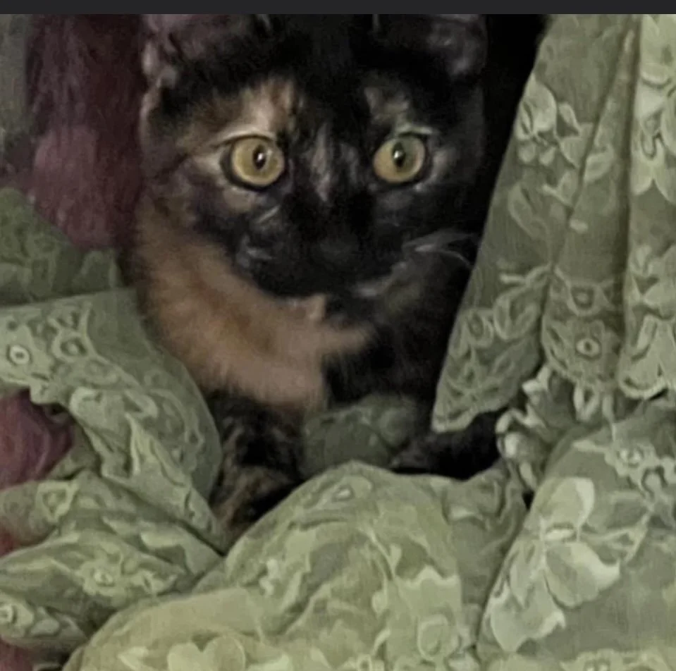 Livy, tortoiseshell cat and consultant for somatic rest, Vita Counseling Center