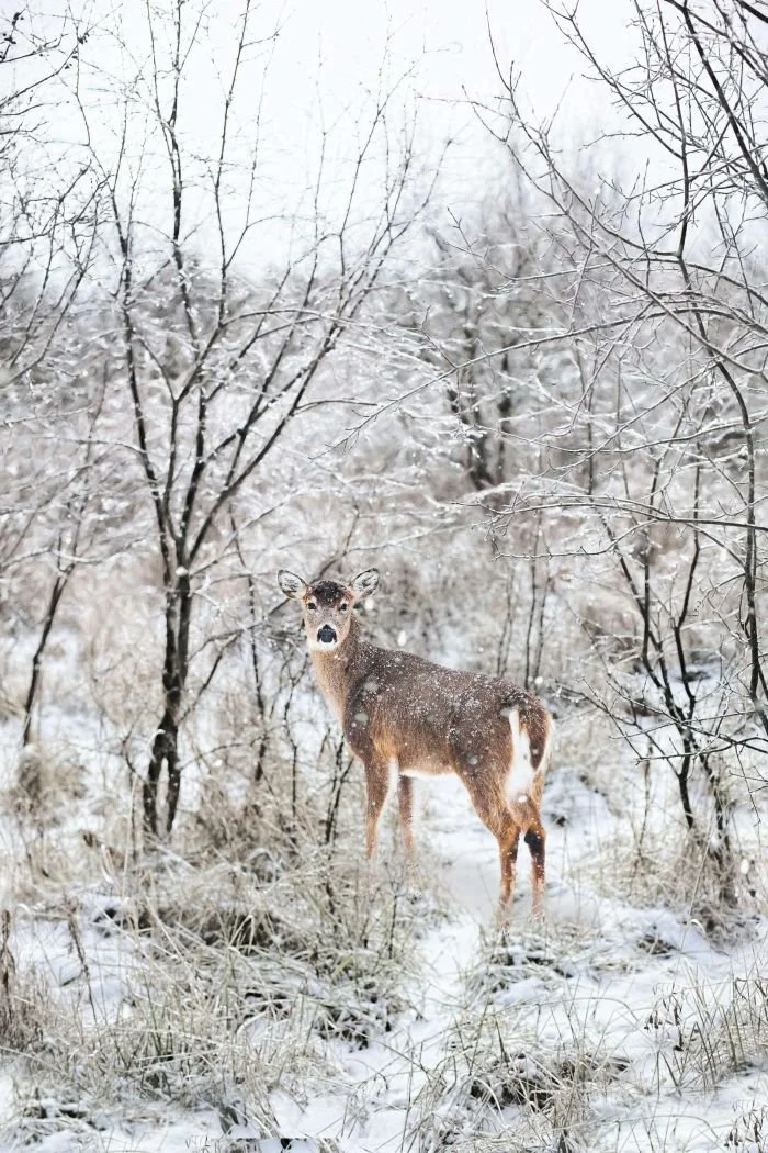 Fawn standing in snow looking at camera, trauma therapy and EMDR healing San Antonio Texas