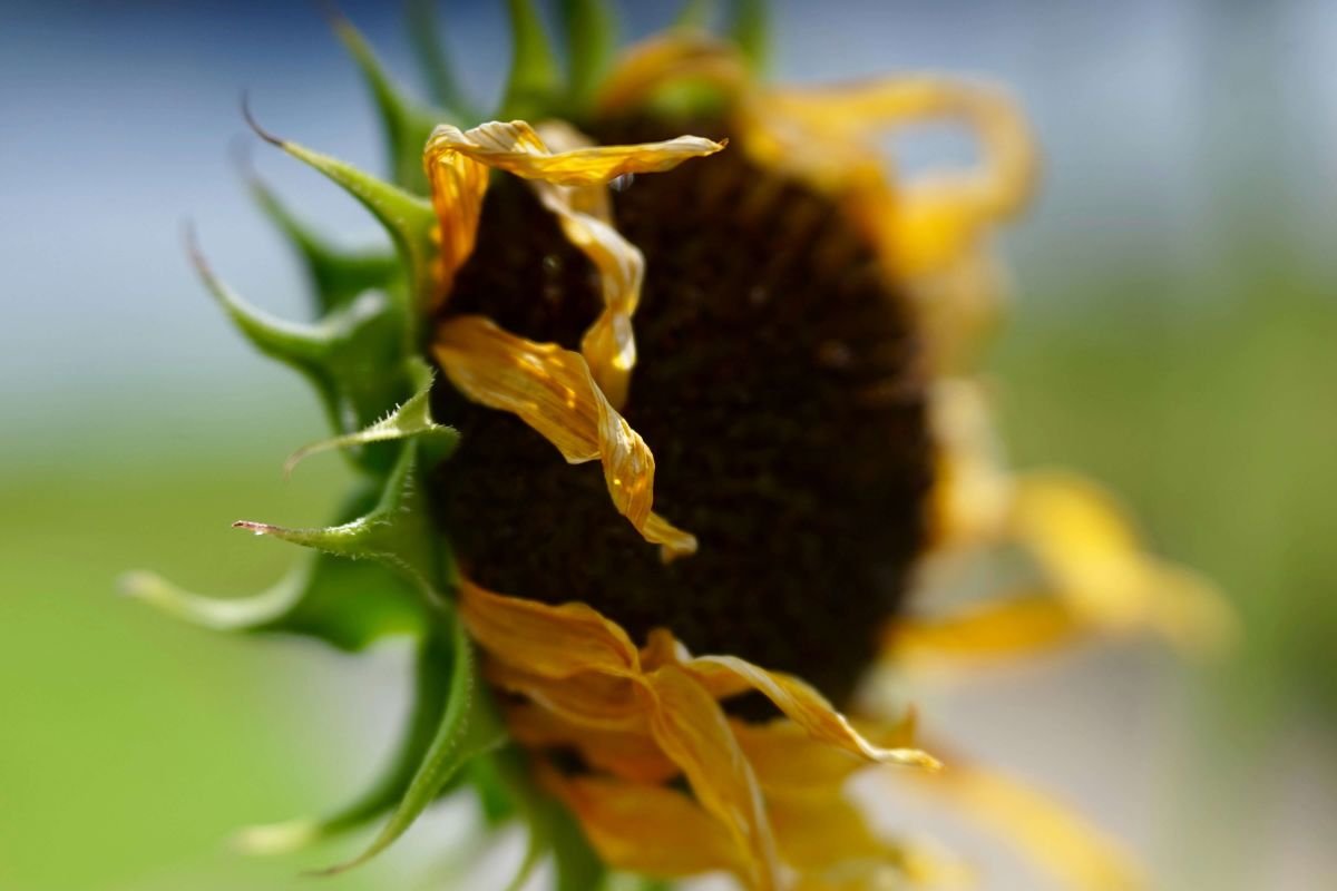 Partly wilted sunflower, birth trauma that resurfaces long after pregnancy and delivery San Antonio Texas