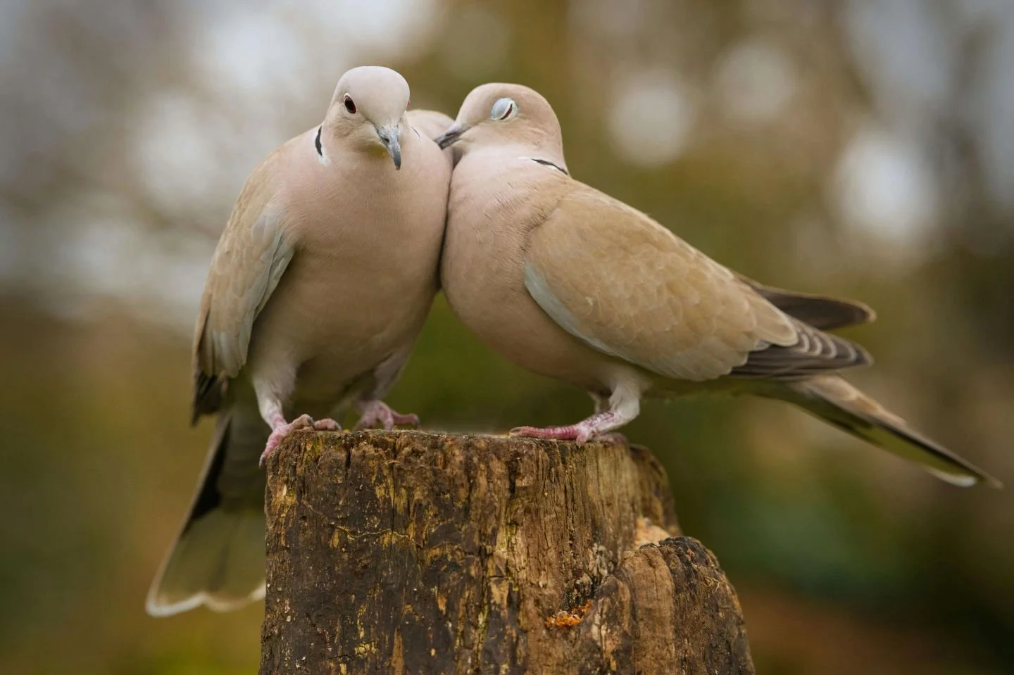 Two doves nestled together for online trauma and attachment therapy in Oregon with Vita Counseling Center