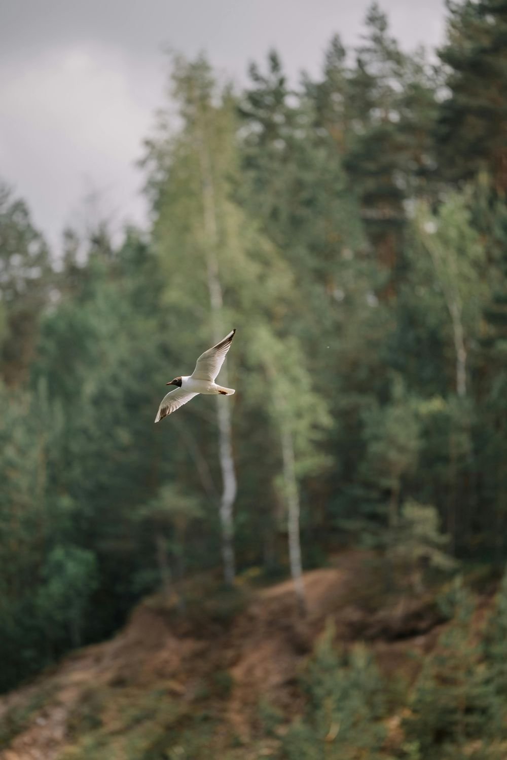Bird in gentle flight preparing to land, EMDR therapy and trauma recovery San Antonio Texas