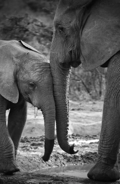 Mother elephant and baby elephant gently touching heads, online trauma and attachment therapy for women in Texas with Rebecca Flores, LPC.