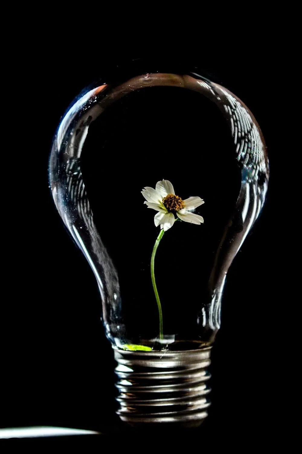 Lightbulb with delicate flower inside, frequently asked questions for therapy with Rebecca, Flores, LPC, trauma and attachment therapist in Texas