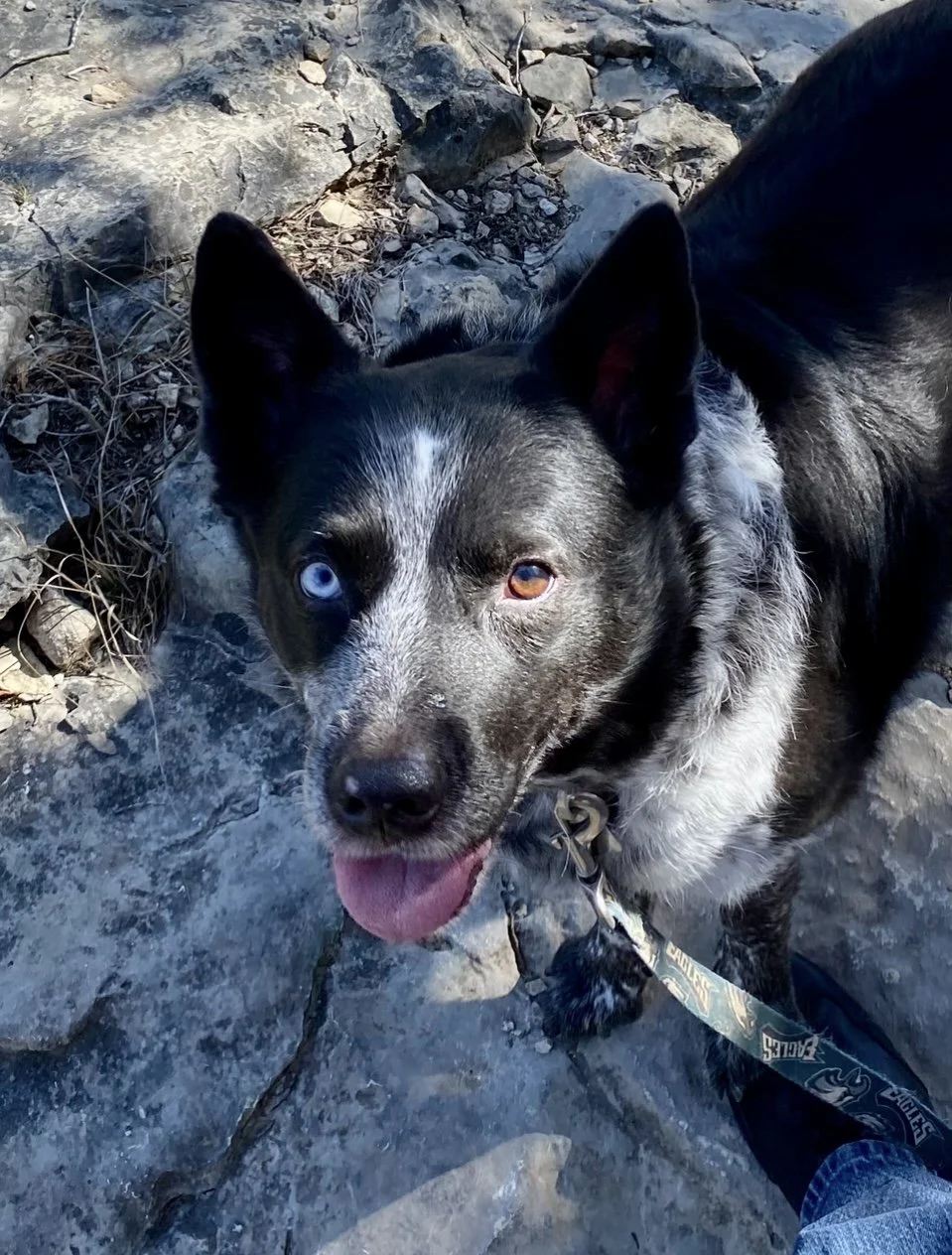 Mowgli, Australian Shepherd mix and chief of regulation, Vita Counseling Center