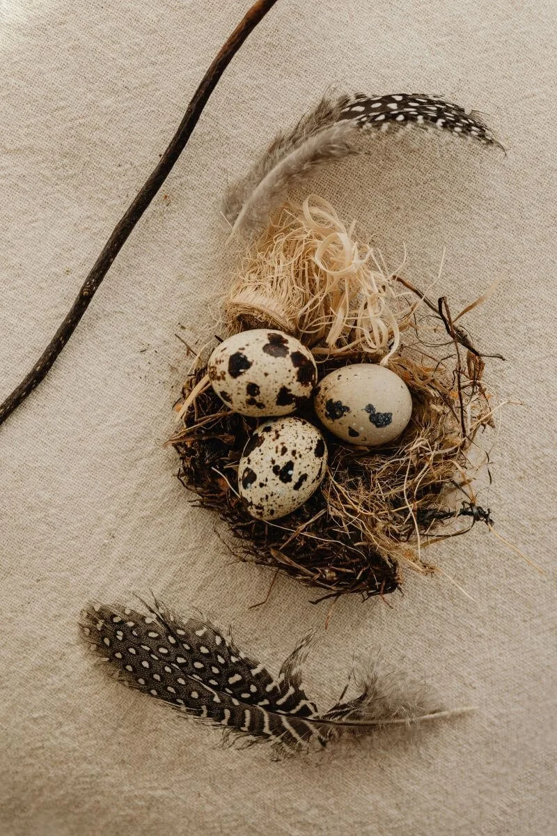 A small nest holding spotted eggs with a feather resting nearby, a quiet image of holding and protection for trauma therapy with Rebecca Flores in San Antonio.