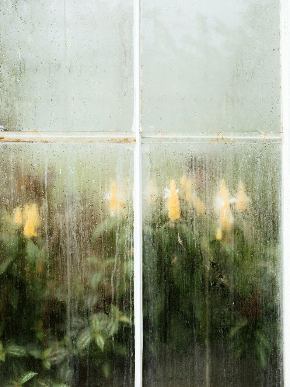 Rain on a window with yellow flowers and greenery pressed against the glass – symbolizing childhood trauma therapy in San Antonio with Rebecca Flores LPC, holding both grief and growth in healing