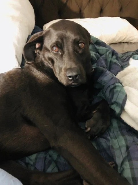 Toby, black dog, founding spirt, vita counseling center in san antonio, texas