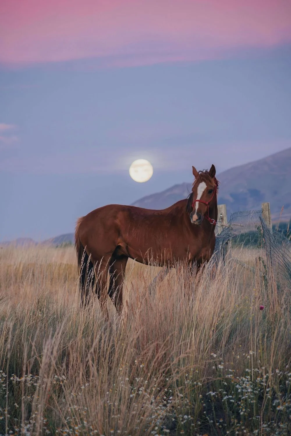 Horse standing in open grass with moon overhead, grounded exploration in trauma therapy San Antonio Texas