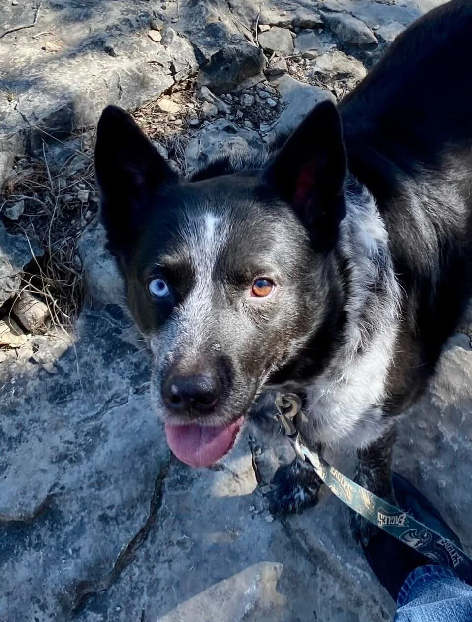 Mowgli, Australian Shepherd and marketing director at Vita Counseling Center
