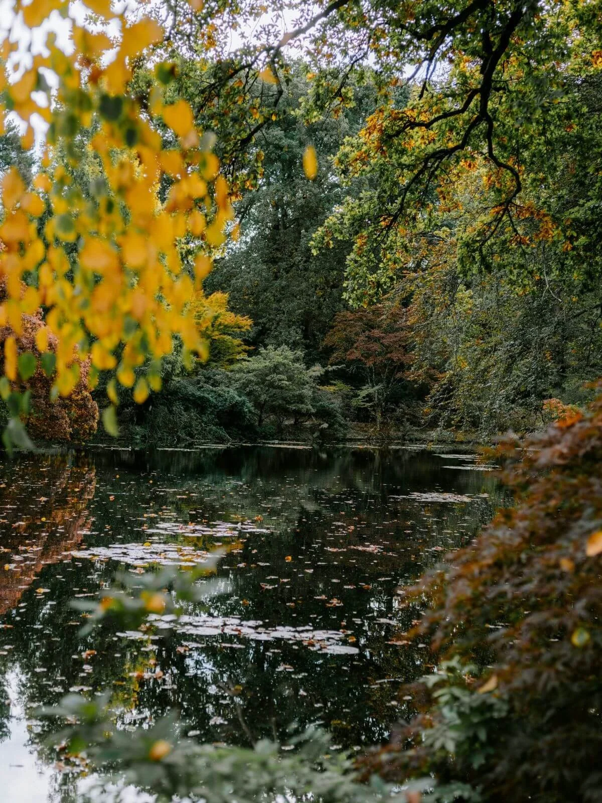 Lake in Oregon with fall leaves in the water and trees surrounding it for grief therapy with Vita Counseling Center