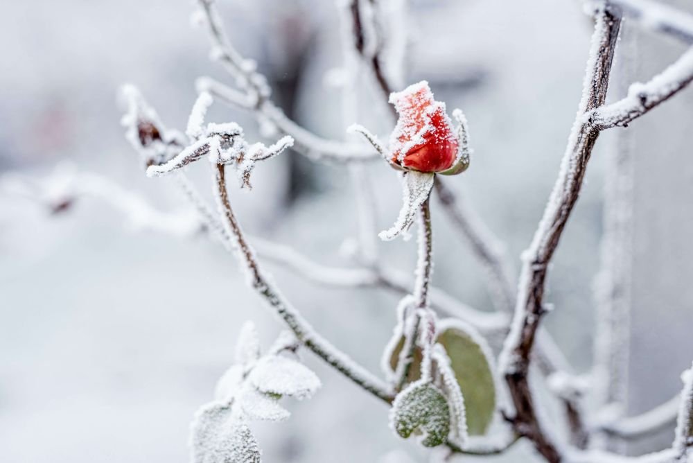 Frost-covered rose branch beginning to thaw, EMDR therapy for trauma healing San Antonio Texas