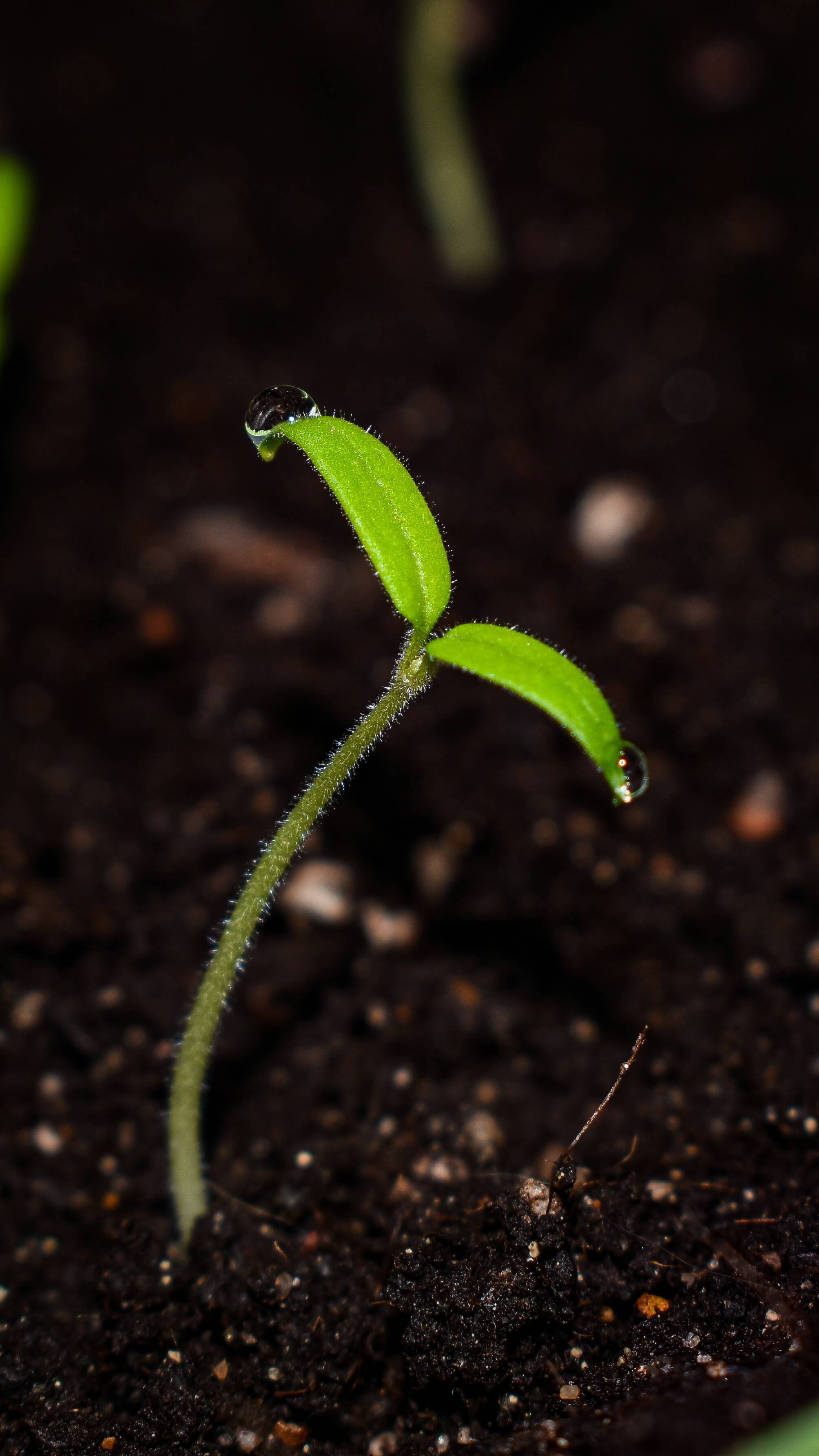 Sprouted seedling with dew drops, hope and renewal after birth trauma therapy San Antonio Texas