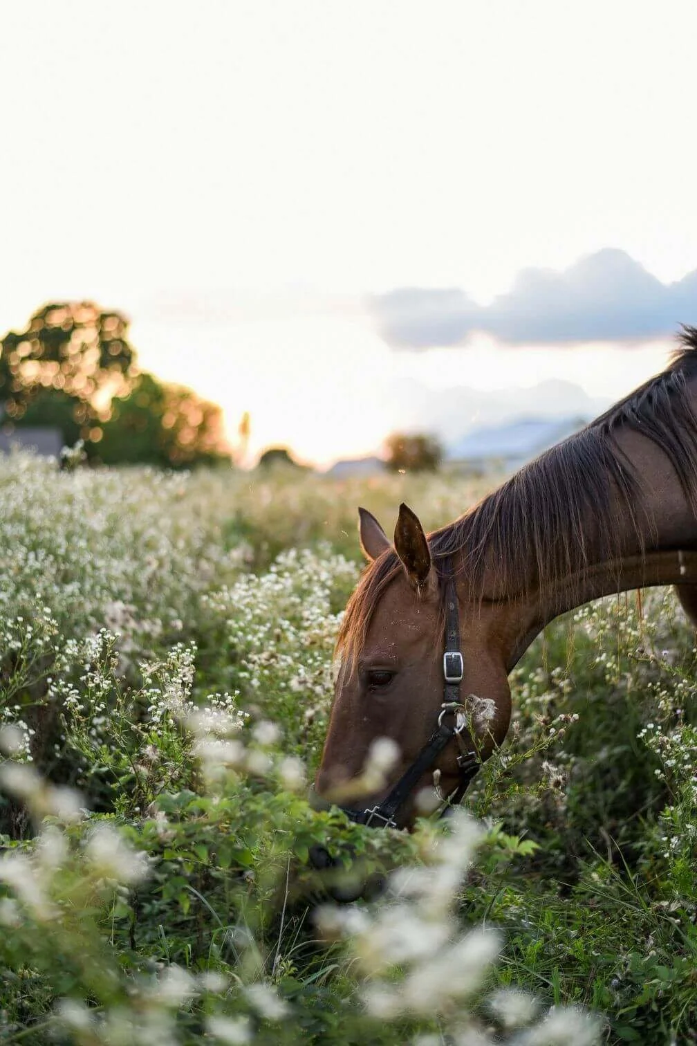 Field of flowers with a horse grazing, therapy for women in Austin, Rebecca Flores, LPC