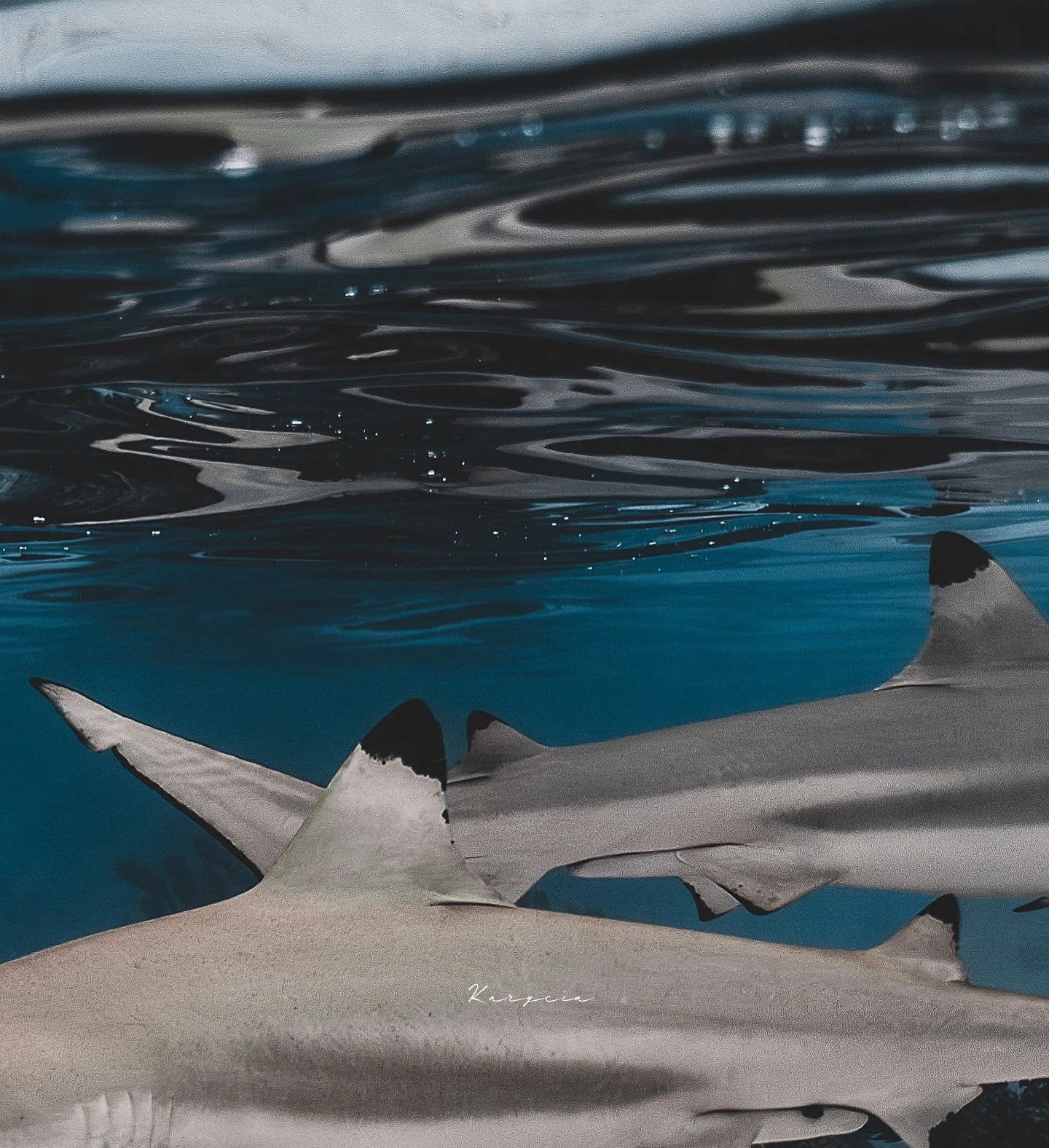 Entre puntas negras y buena visibilidad, apesar de la falta de sol, empiezo a encontrarle cierto gusto a las tardes nubladas.

Una tarde cualquiera en la laguna de Moorea 🪸🦈 

📸 @kah_iglesias 

Siempre con mi @sony.espana @sonyalpha 

Editado con 