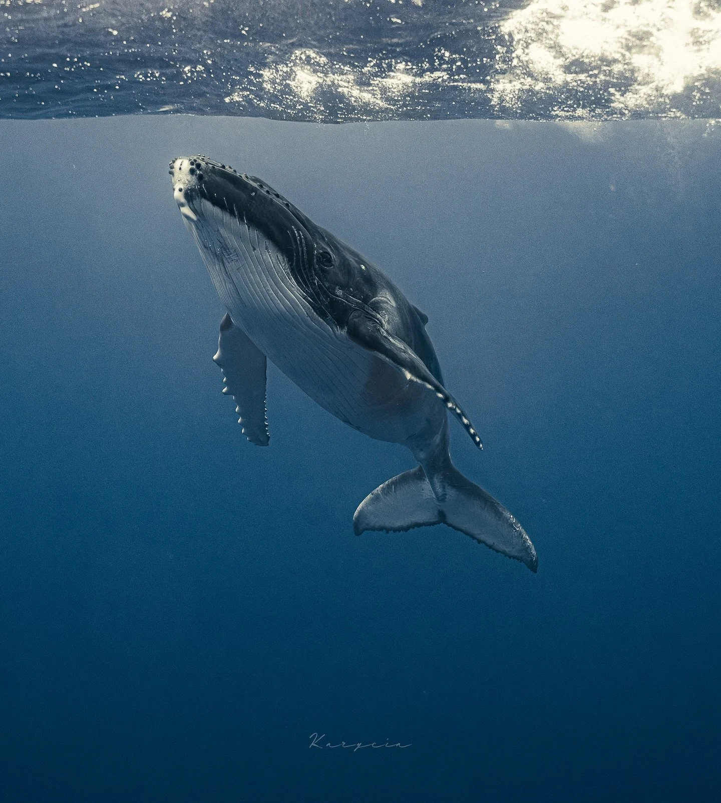 Good morning life! Gracias 🩵🐋
