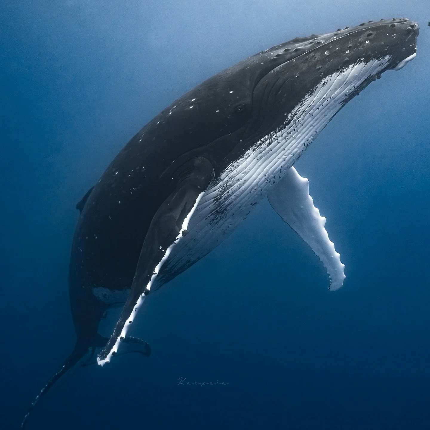 🌊✨ La magia de Moorea ✨🌊 🐋

La vida misma nos regala momentos inolvidables cuando actuamos con respeto. En este para&iacute;so, he tenido la oportunidad de observar a estos maravillosos seres marinos en su h&aacute;bitat natural. 🐋💙

Es incre&ia