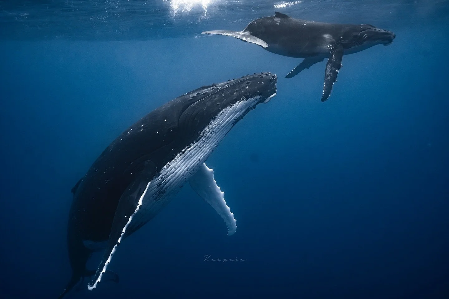 Corazon lleno, ensalitrado y lleno de momentos que jamas olvidare! 🐋

Moorea 2024 

📸 @kah_iglesias 

Siempre con @sony.espana