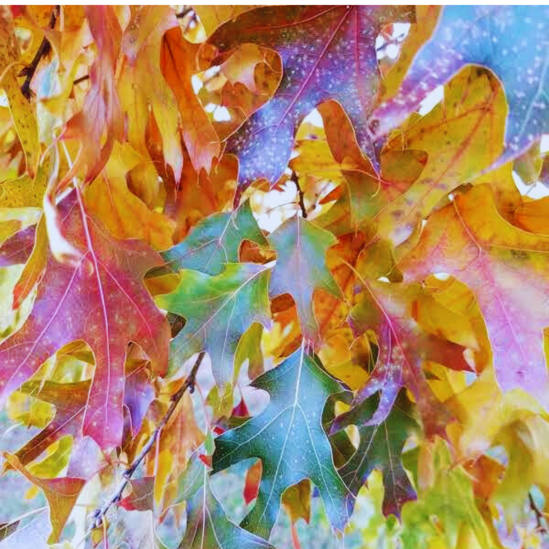 fal leaves that are rainbow oak leaves on a October tree