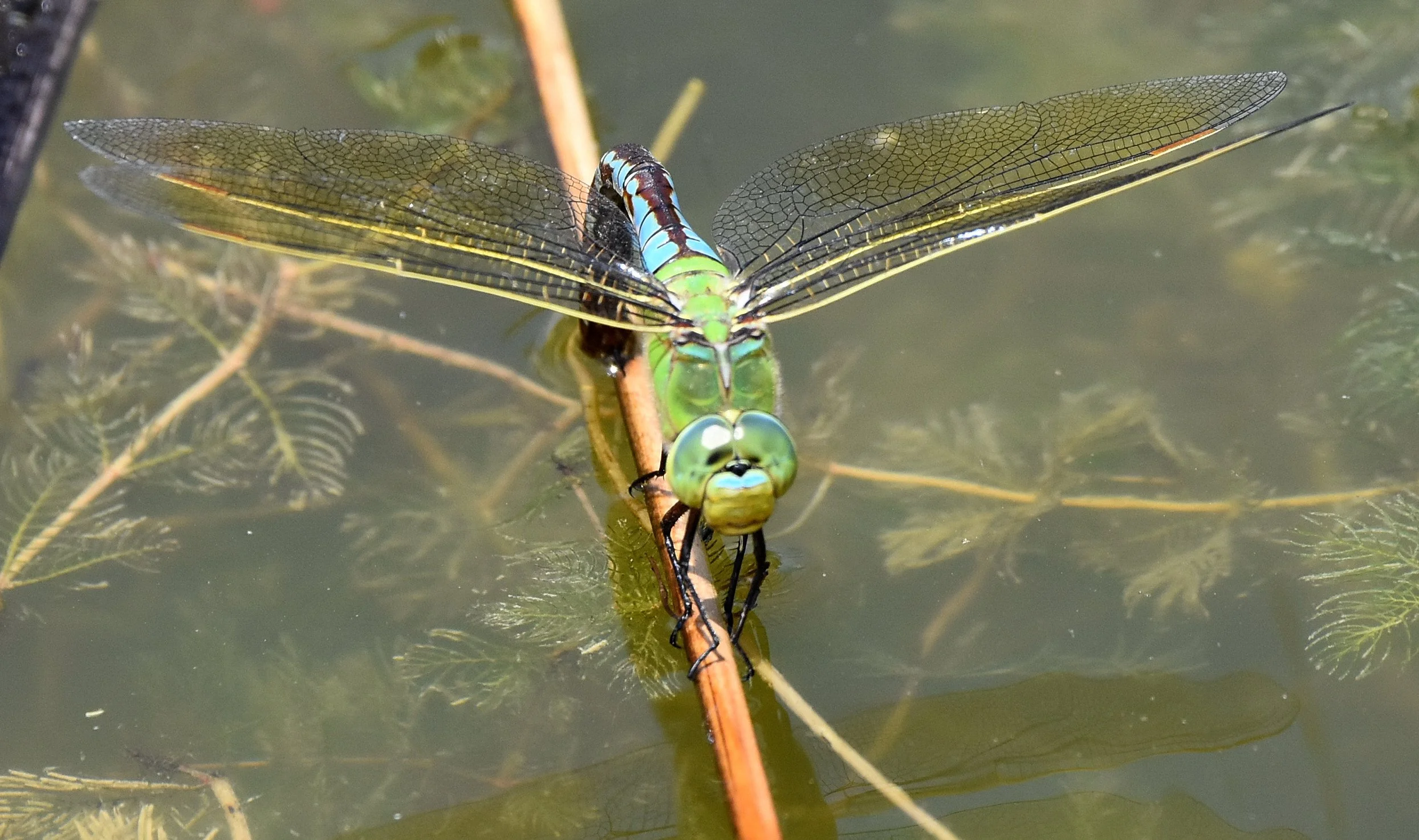 Emperor Dragonfly