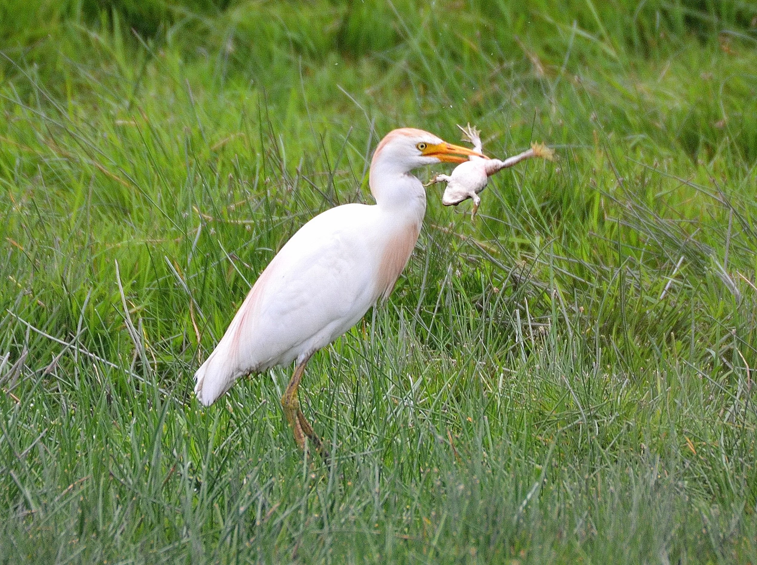 Cattle Egret with Frog