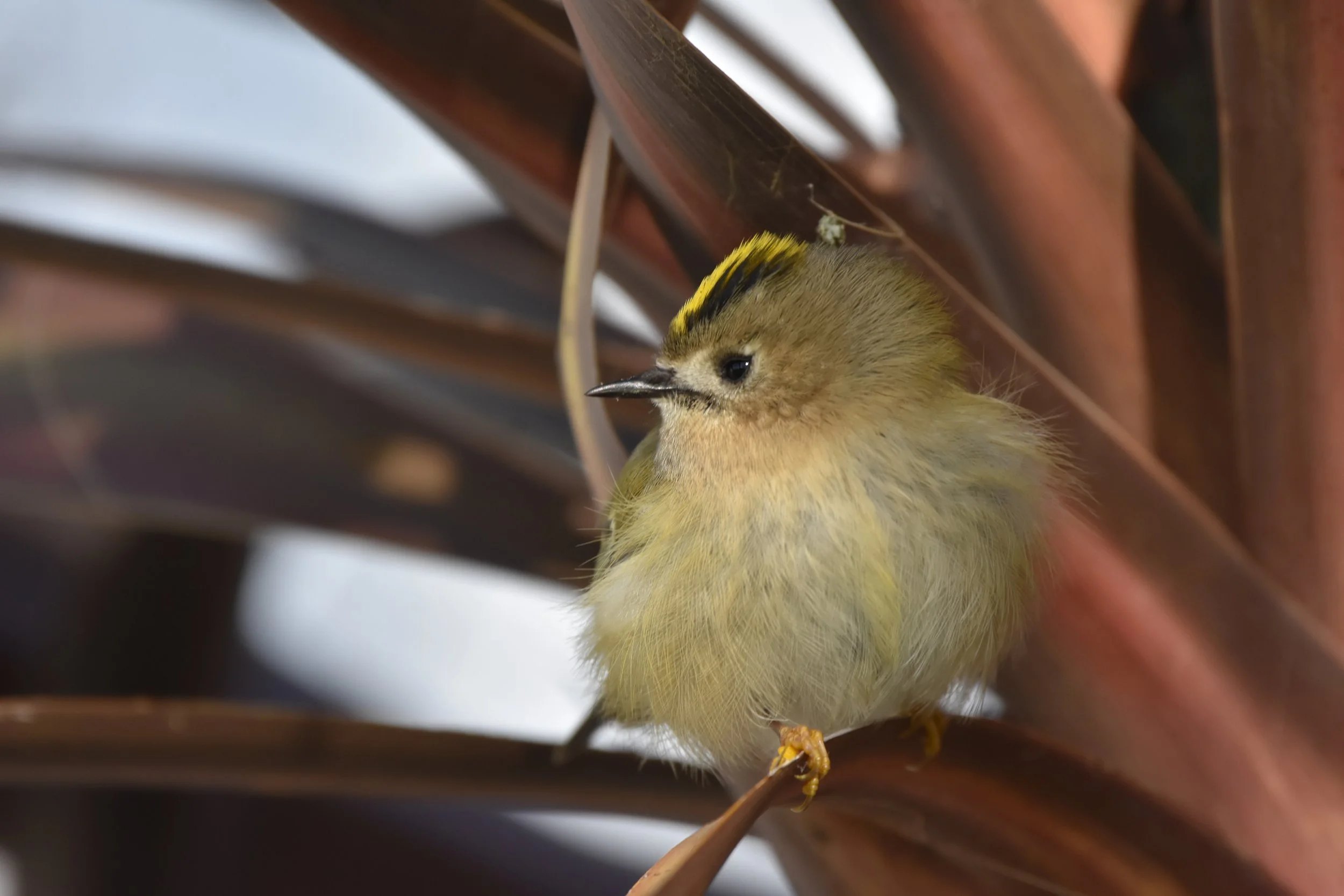 Goldcrest