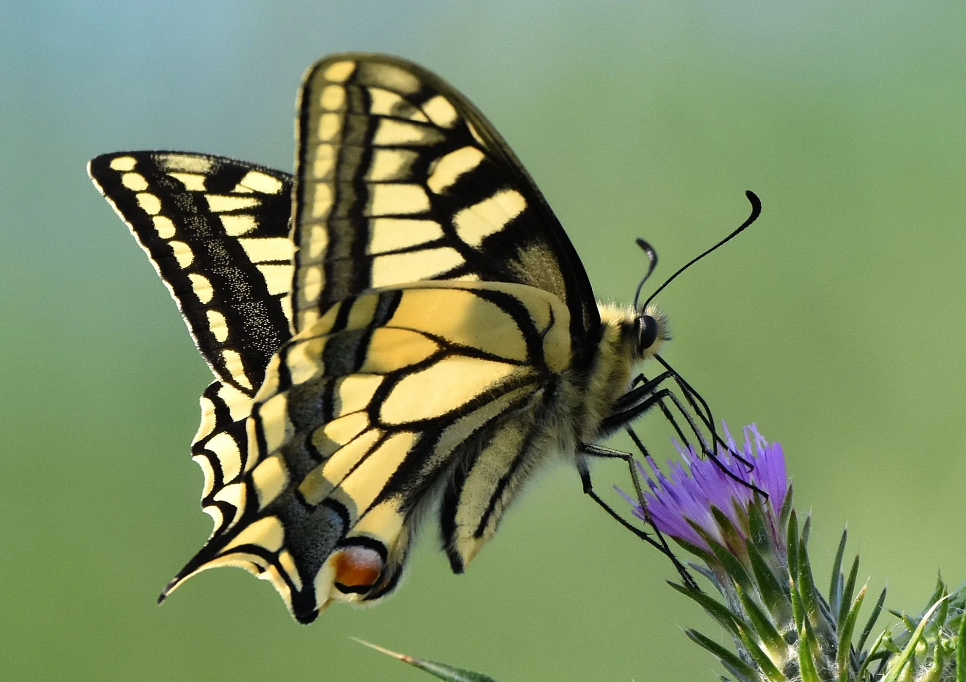 Swallowtail Butterfly