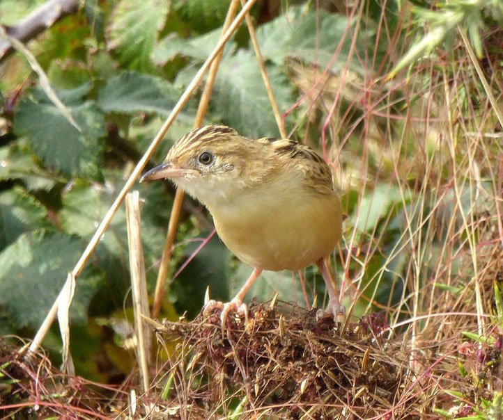 Zitting Cisticola