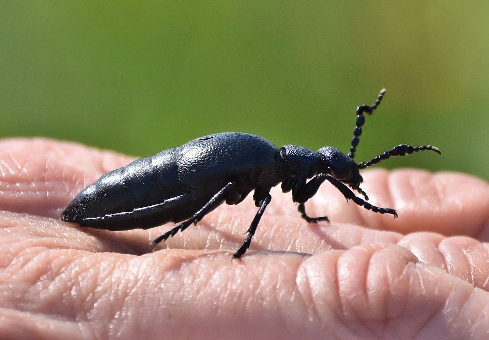 Oil Beetle