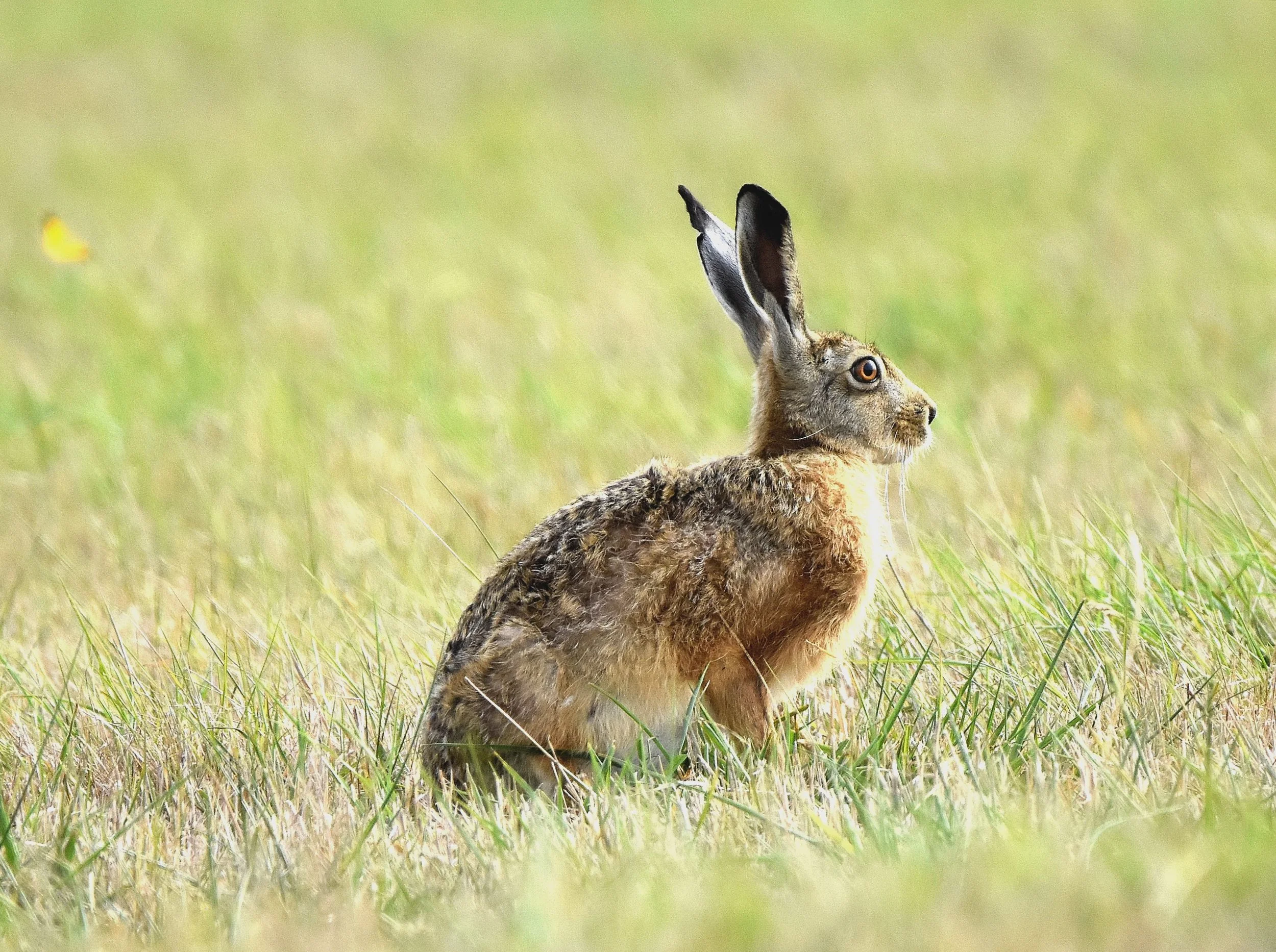 Hare