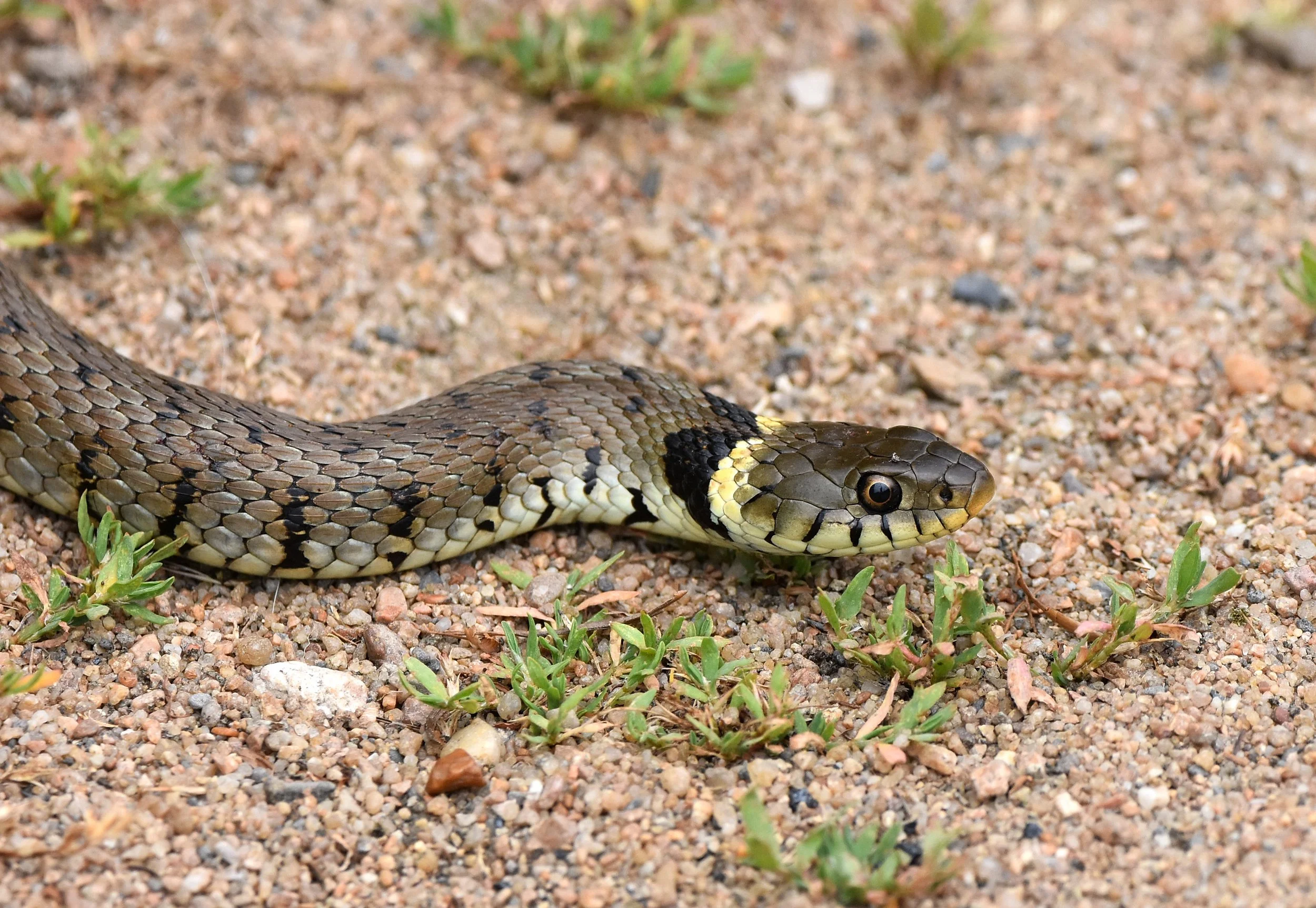 Grass Snake