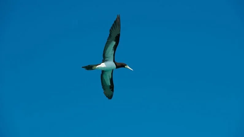 DAY 8: Hanover Bay, Booby Island