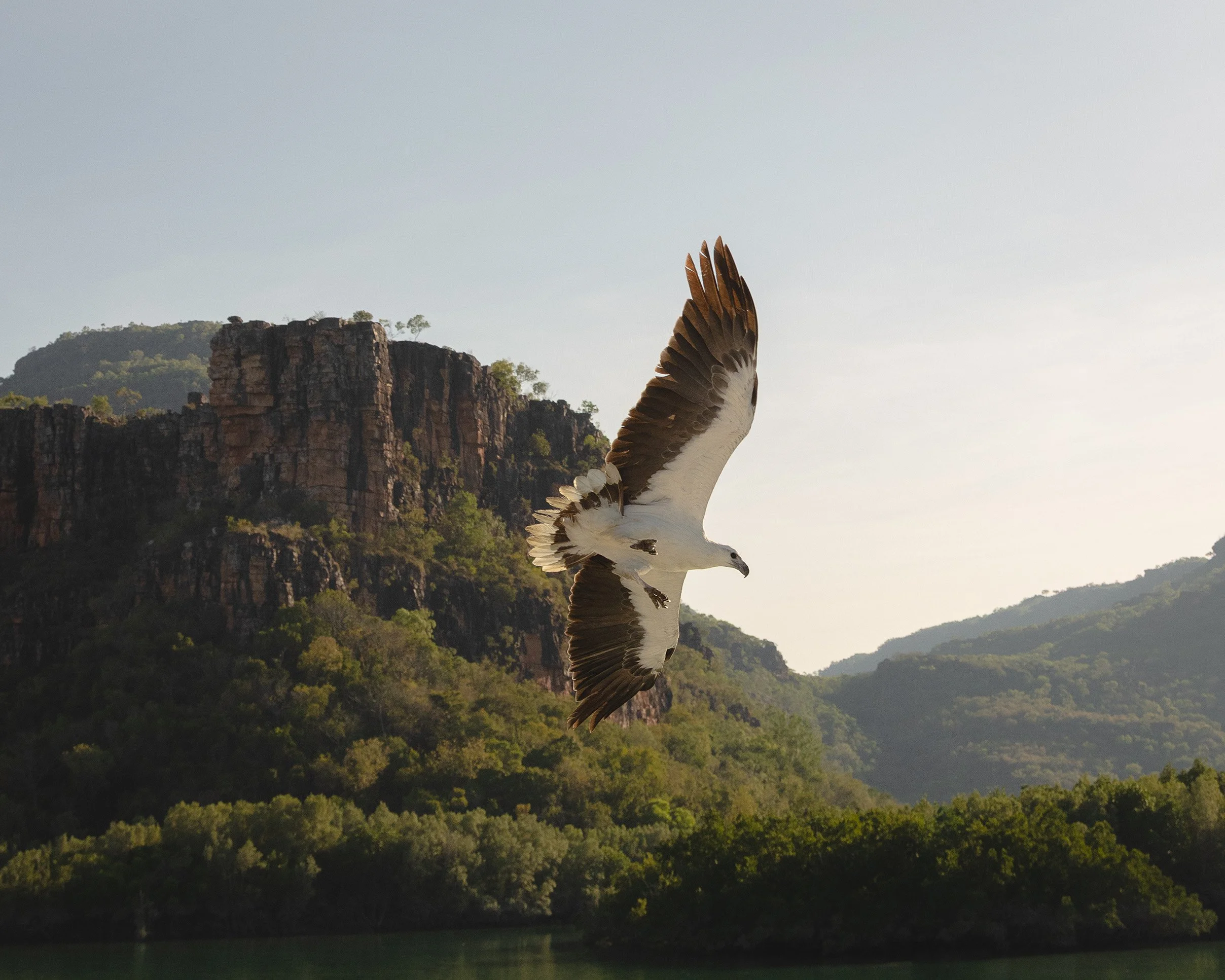 kimberley cruises_Animals