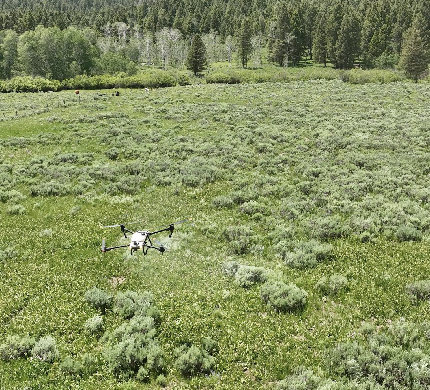 A drone flying over a sagebrush range with cows, trees, and forest in the background.
