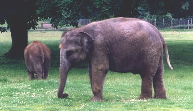 06_Elephant.jpg