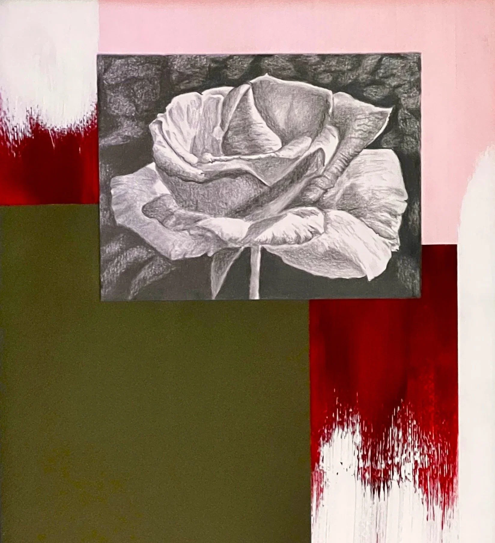 Pink Rose, 11 x 14, Graphite, acrylic on papr