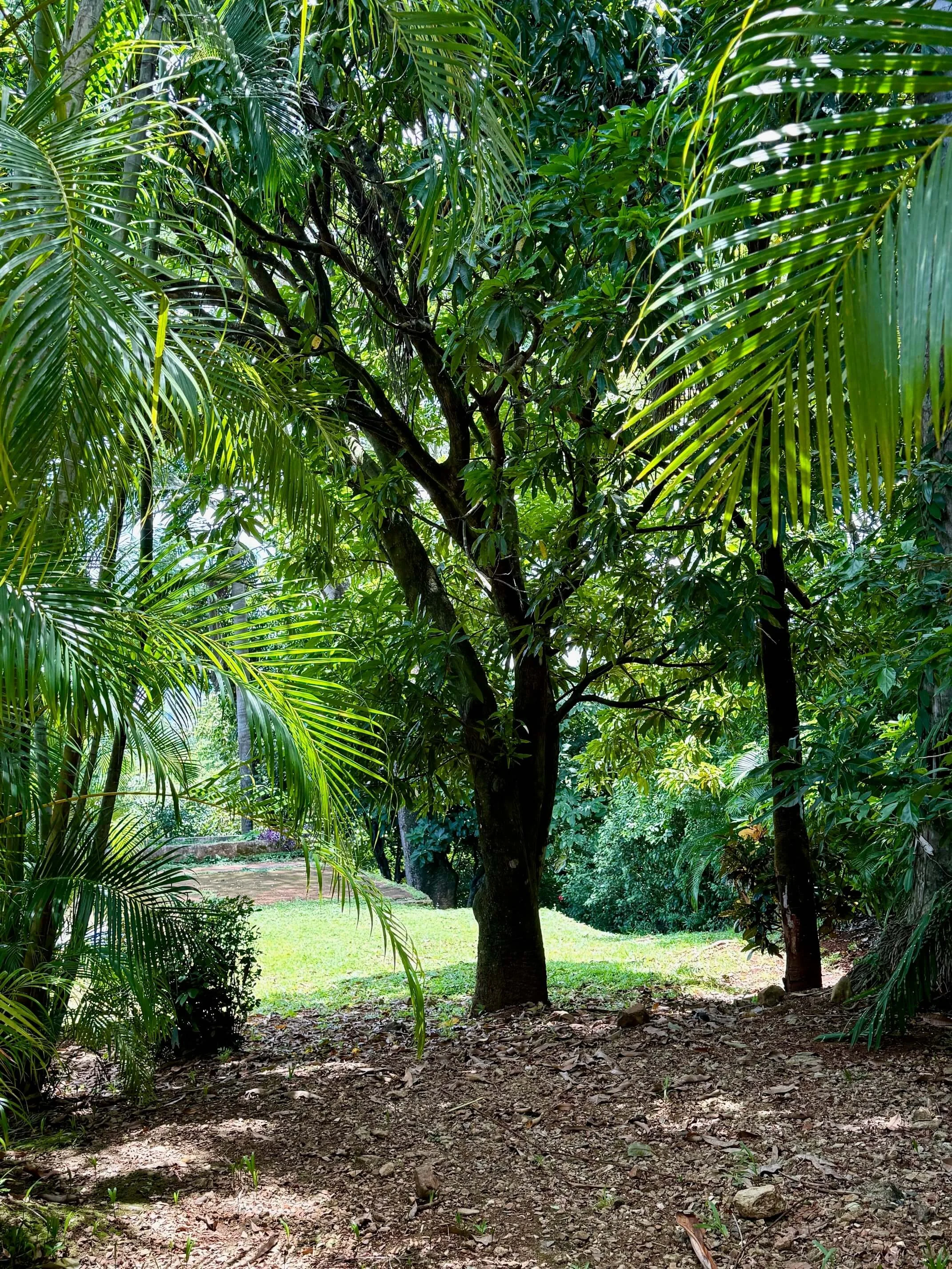 land-for-sale-nosara-costa-rica-mature-tree.jpg