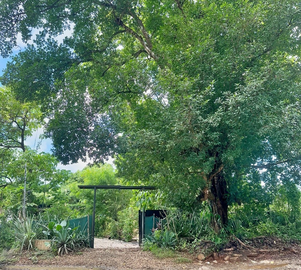 Congo-property-for-sale-Nosara-Tree.jpg