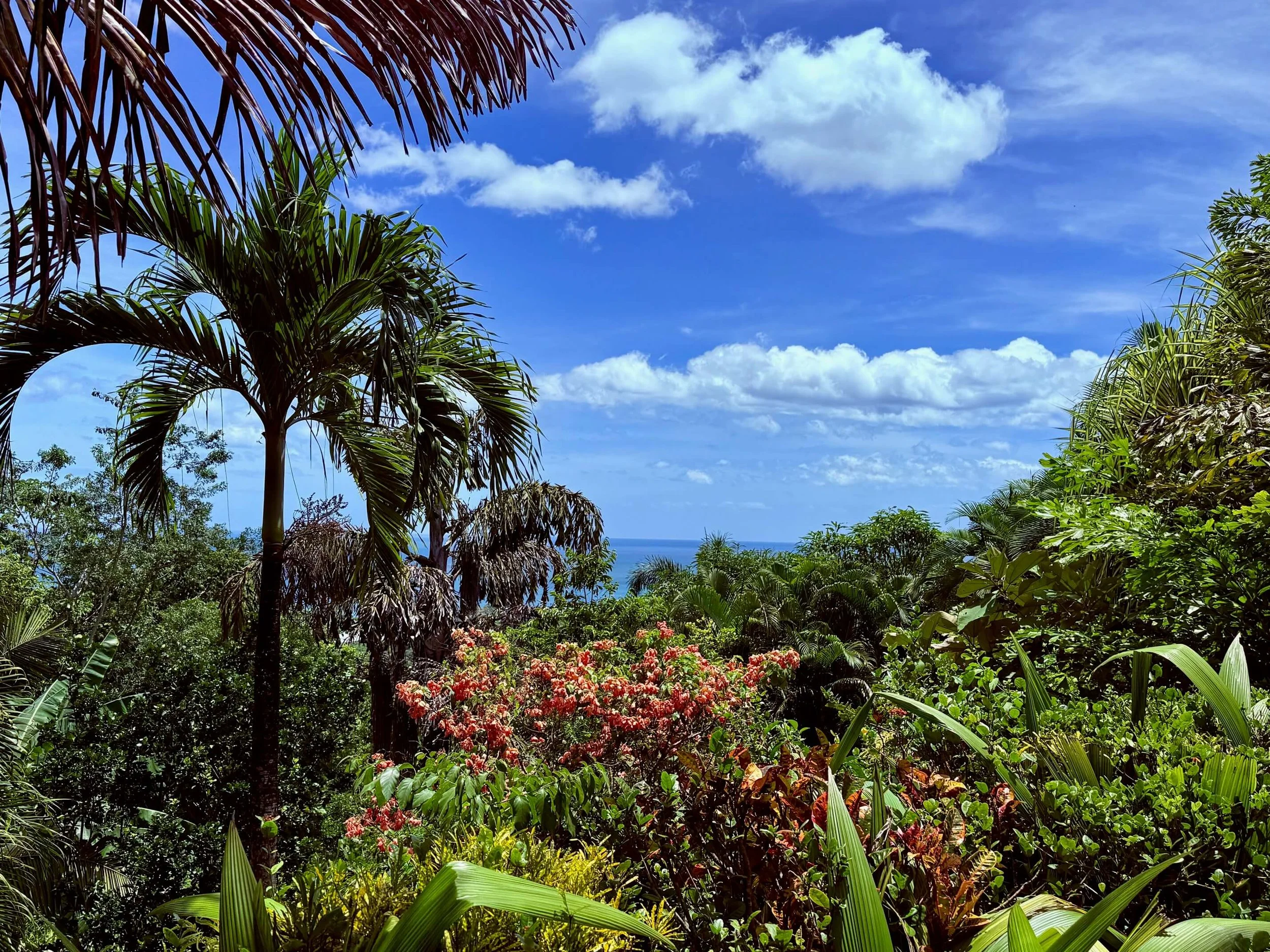 land-for-sale-nosara-costa-rica-lush-gardens.jpg