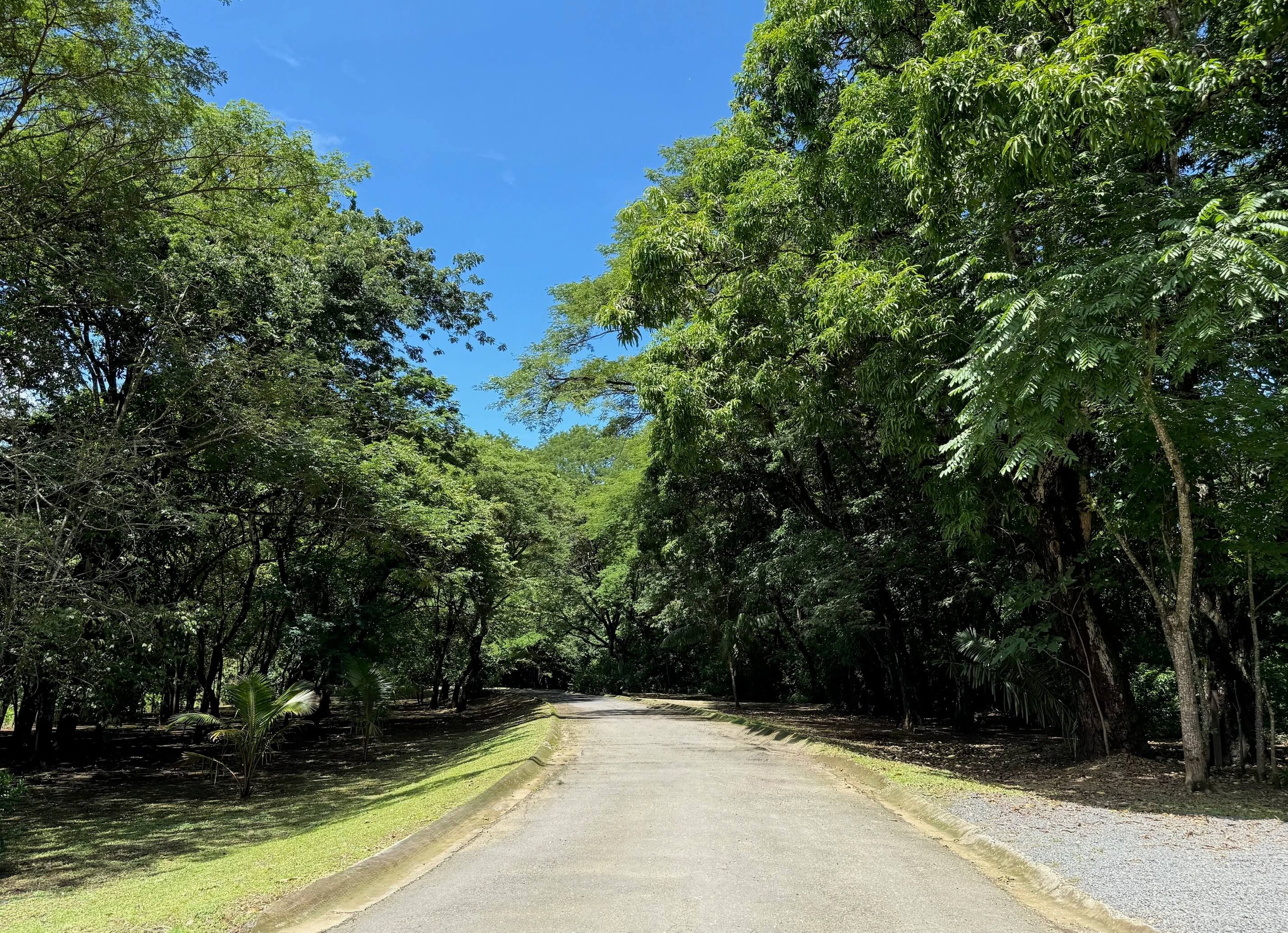 nosara-lots-road.jpg