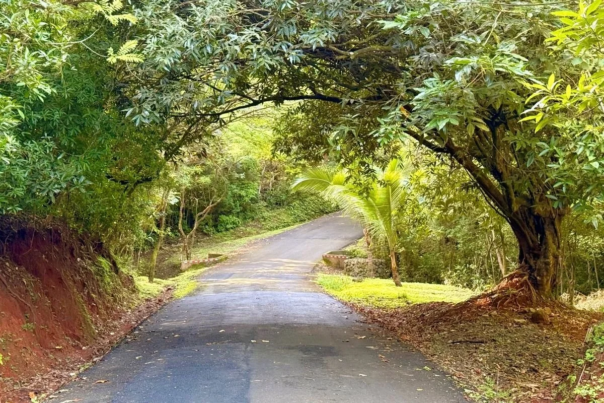 nosara-real-estate-for-sale-road.jpg