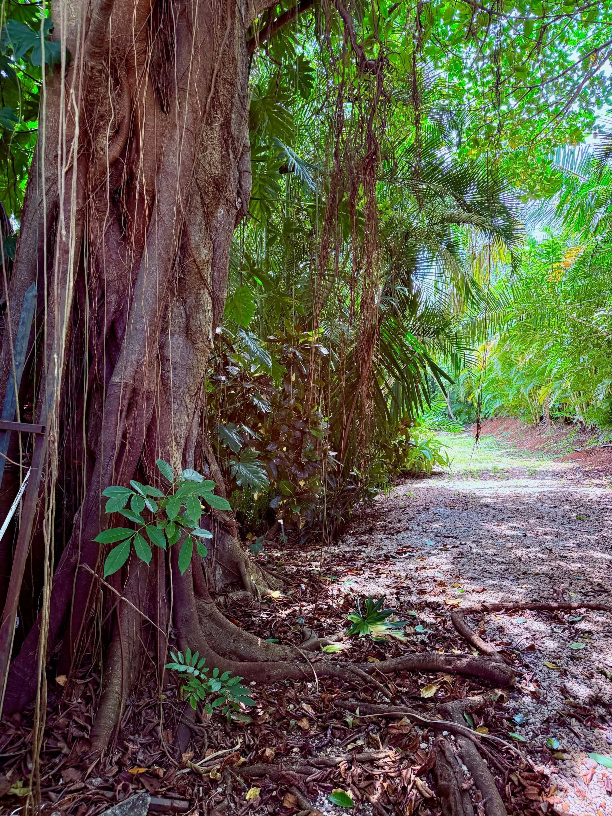 land-for-sale-nosara-costa-rica-mature-trees.jpg