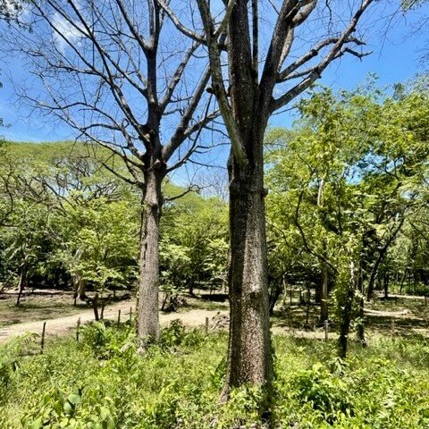 lot-for-sale-nosara-trees.jpg