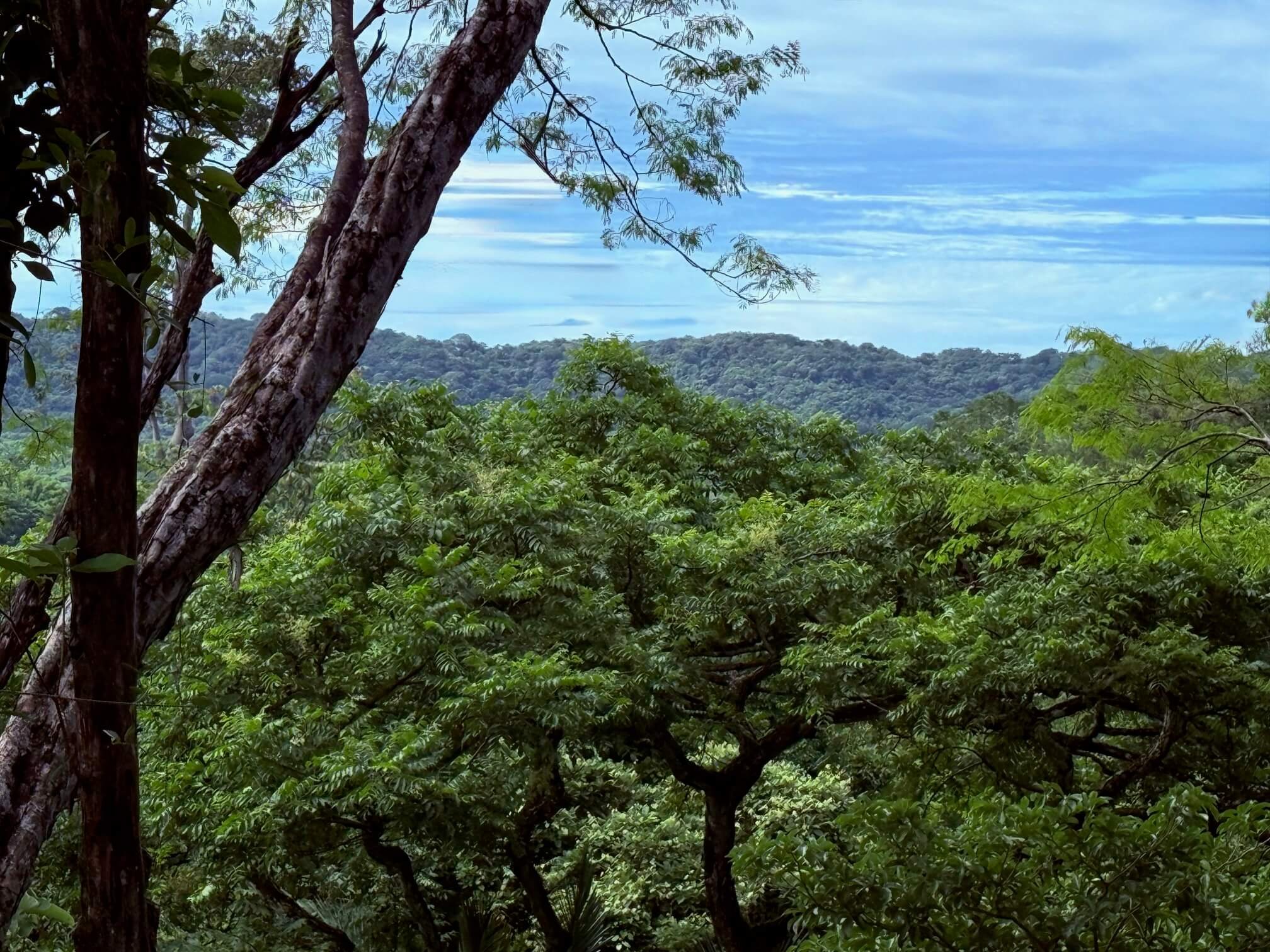 nosara-lots-treetops.jpg