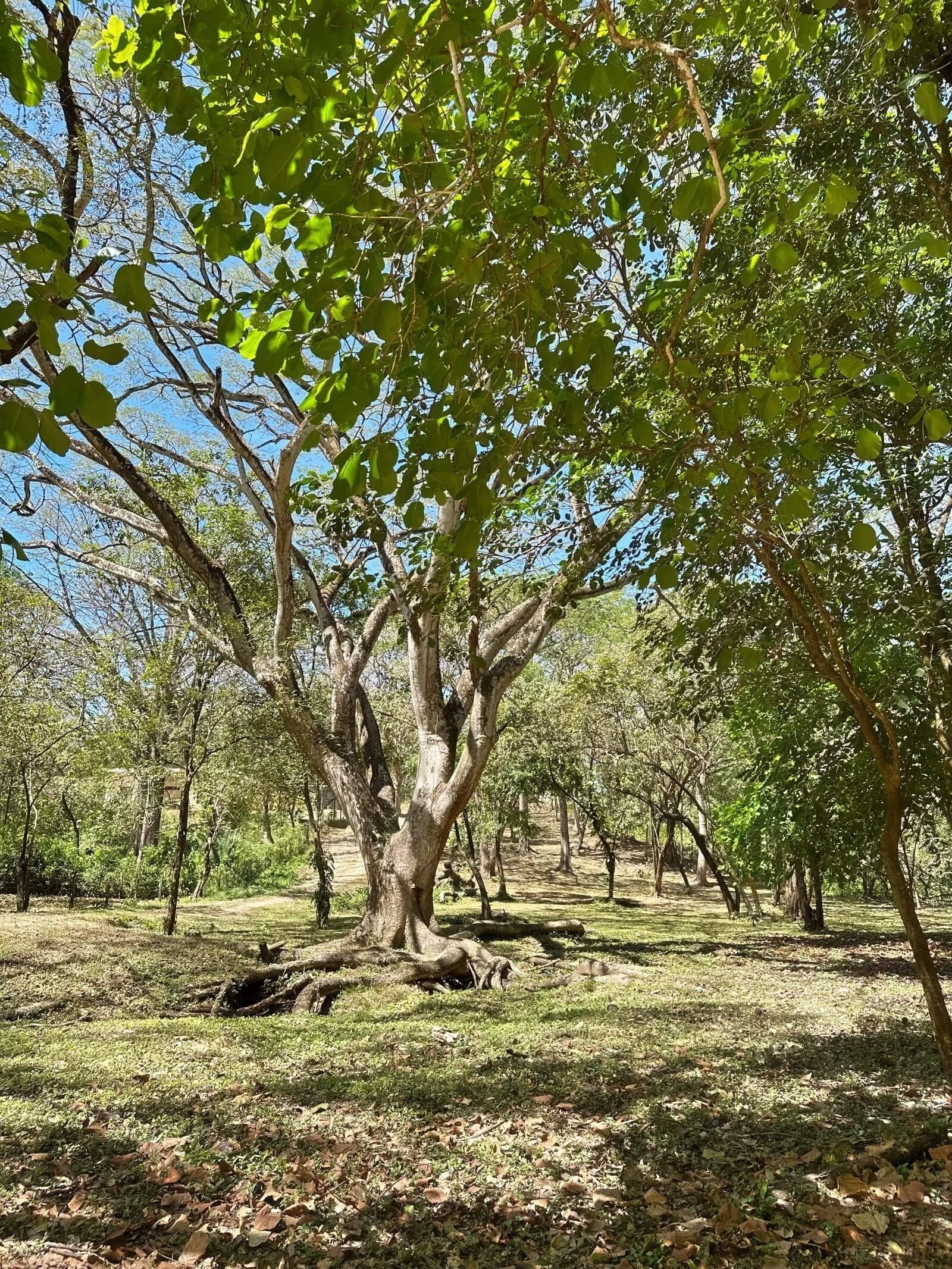 nosara-real-estate-tree.jpg